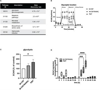 Gαq modulates the energy metabolism of osteoclasts